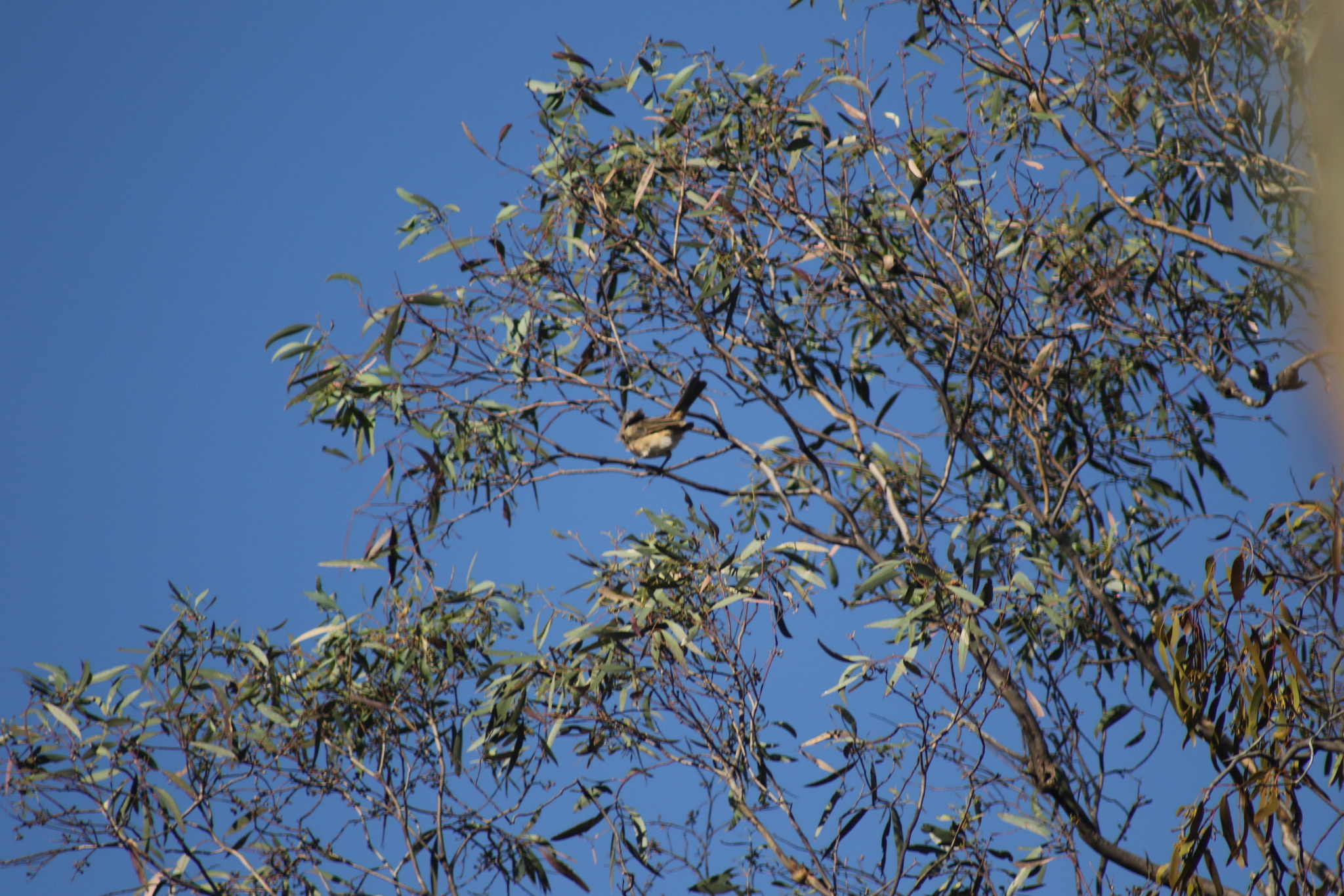 Crested Bellbird (Oreoica gutturalis), photo 4