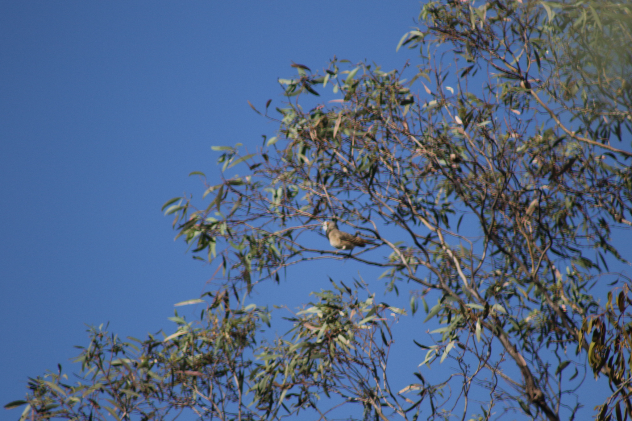 Crested Bellbird (Oreoica gutturalis), photo 5
