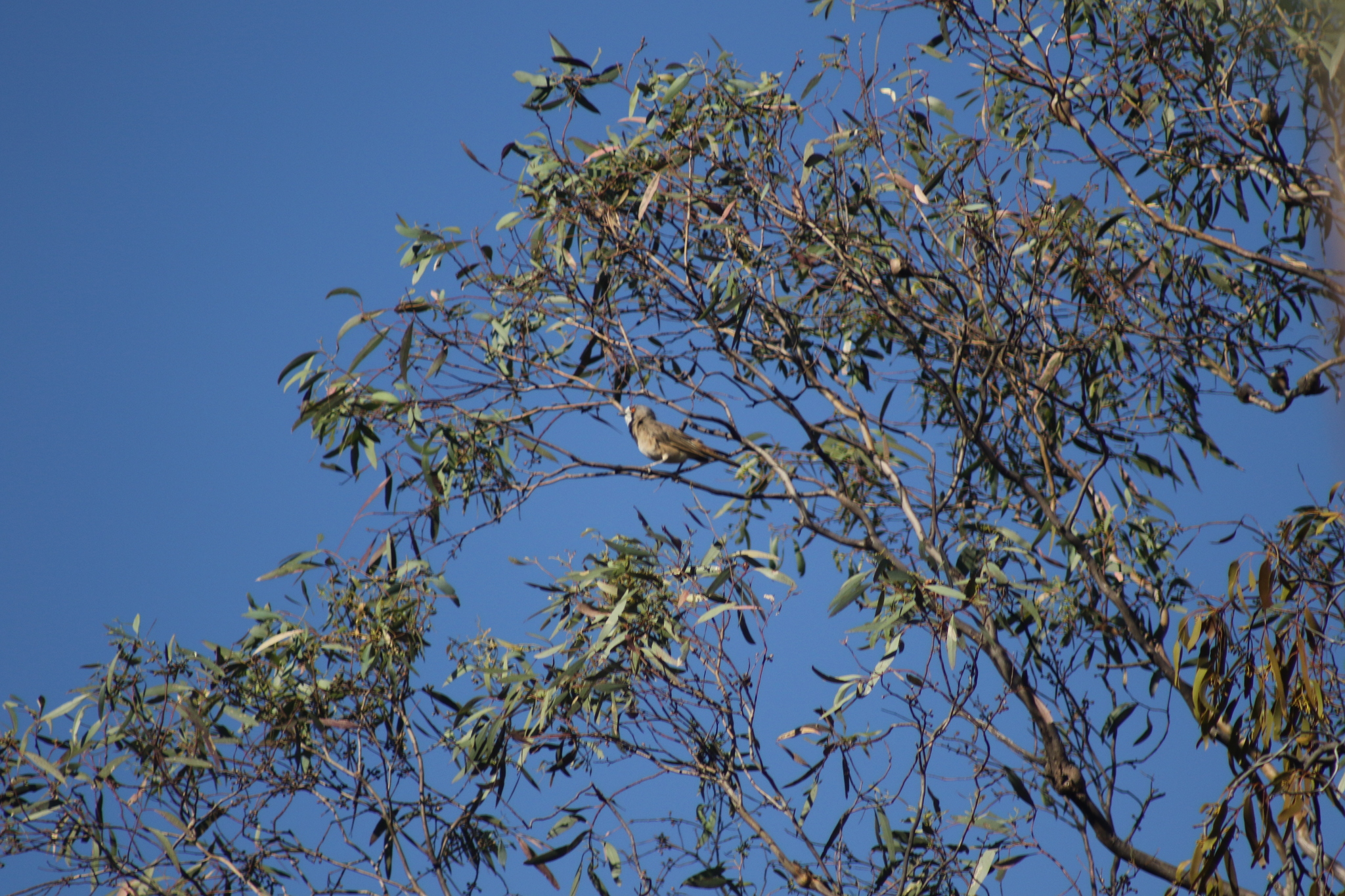 Crested Bellbird (Oreoica gutturalis), photo 7