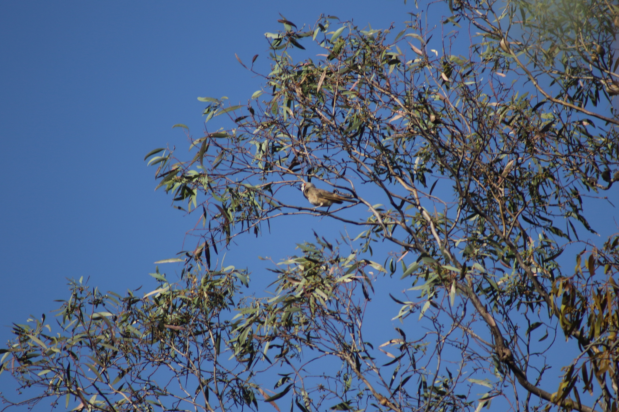 Crested Bellbird (Oreoica gutturalis), photo 6