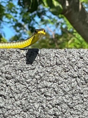 Common Tree Snake sighting