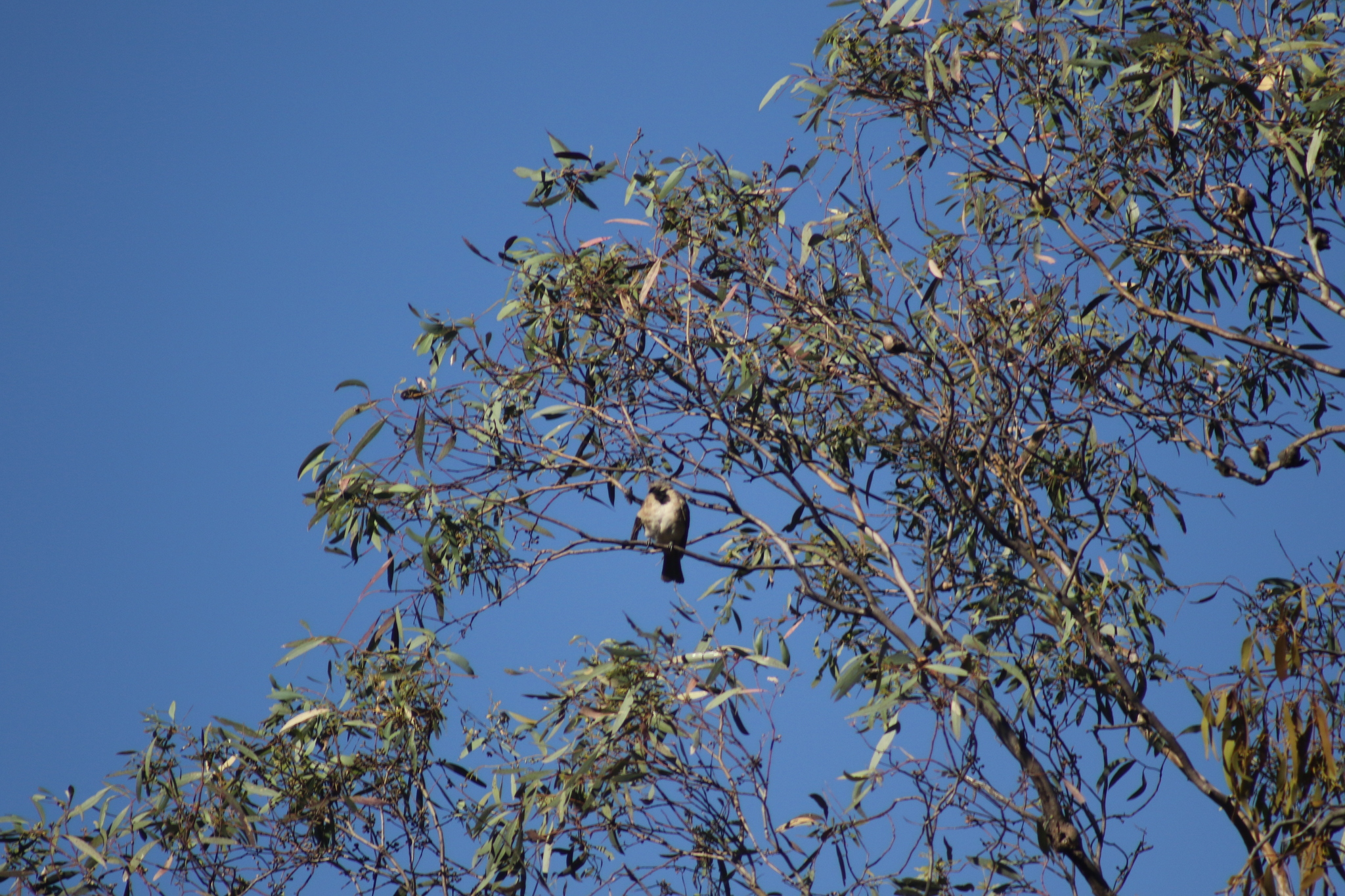 Crested Bellbird (Oreoica gutturalis), photo 8