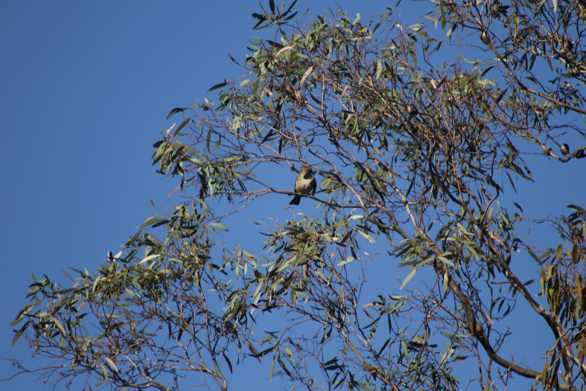 Crested Bellbird (Oreoica gutturalis), photo 10
