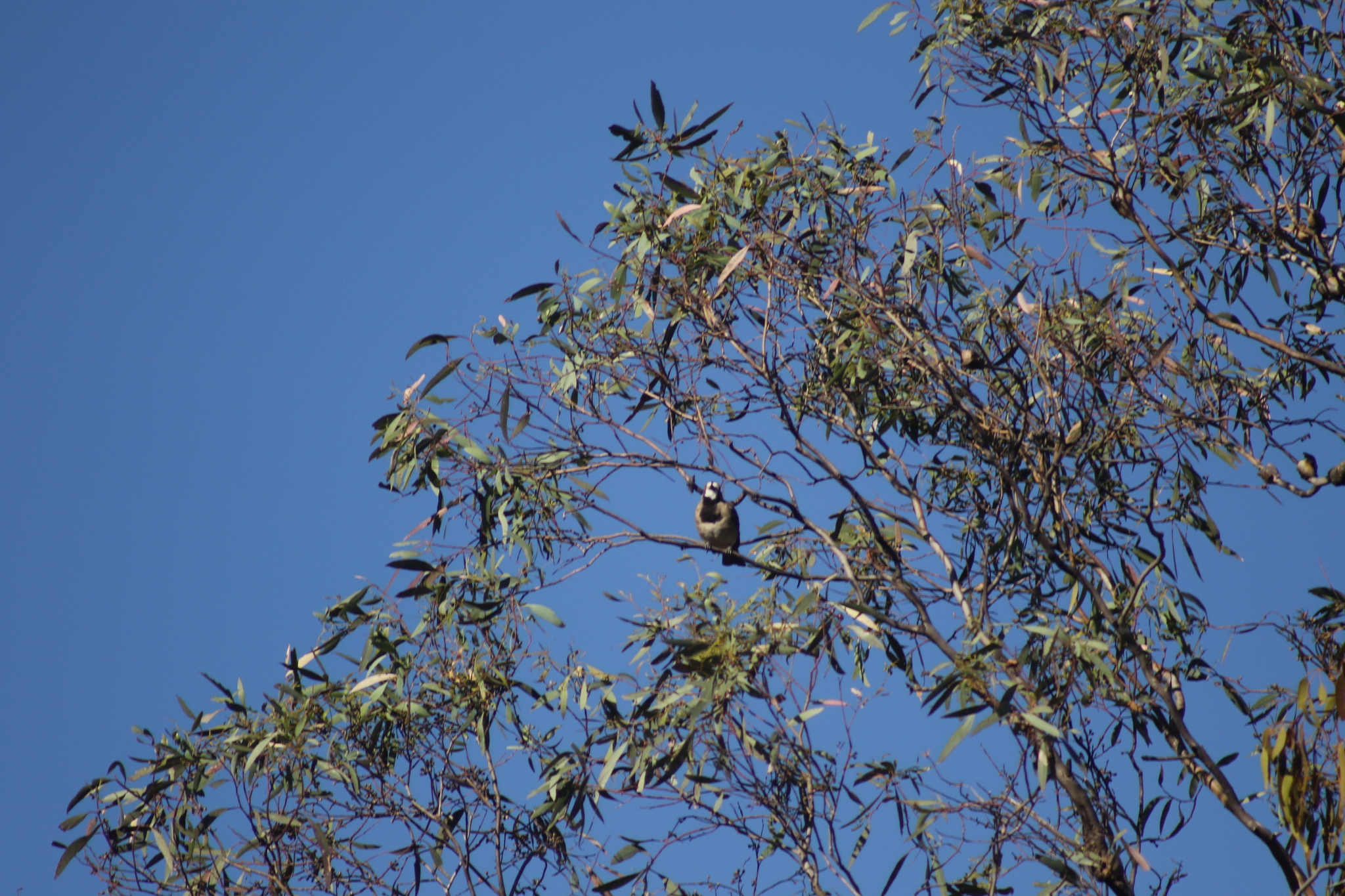 Crested Bellbird (Oreoica gutturalis), photo 9
