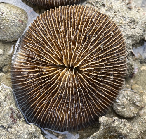 Lithophyllon repanda observed 2025-02-02