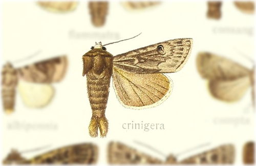 Agrotis crinigera