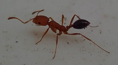 Monomorium rufulum