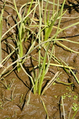 Triglochin scilloides