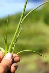 Triglochin scilloides