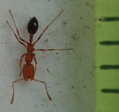 Monomorium rufulum