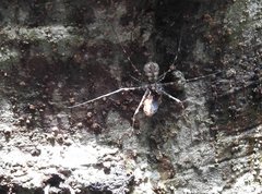 Hersilia albomaculata