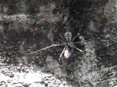 Hersilia albomaculata