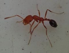Monomorium rufulum