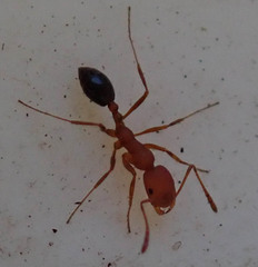 Monomorium rufulum