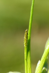 Triglochin scilloides