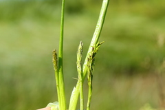 Triglochin scilloides