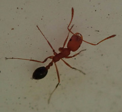 Monomorium rufulum