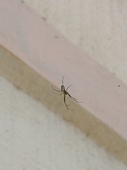 Leucauge