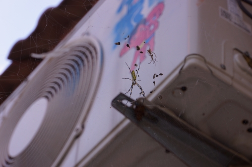 Joro Spider