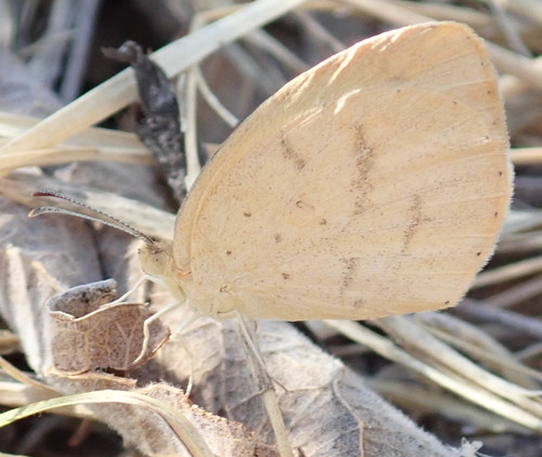 Broad-bordered Grass Yellow photo 3