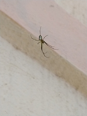 Leucauge
