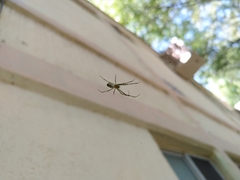 Leucauge