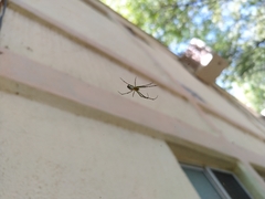 Leucauge
