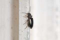 Lebia marginicollis