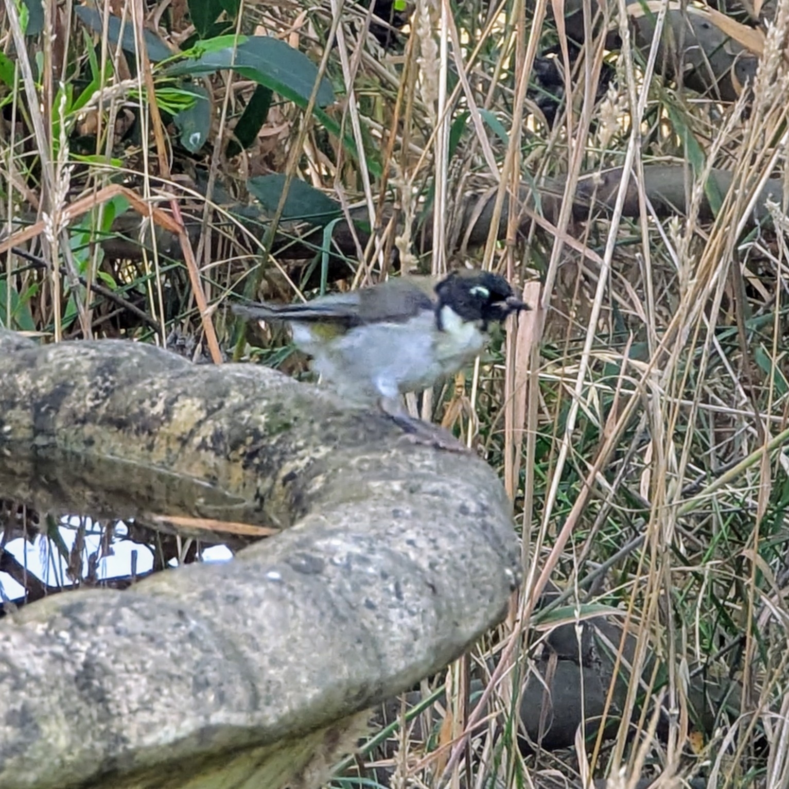 Black-headed Honeyeater (Melithreptus affinis), photo 8