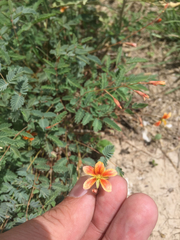 Hoffmannseggia drepanocarpa