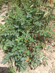 Hoffmannseggia drepanocarpa