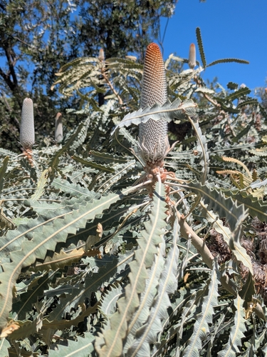Image of Banksia prionotes by no rights reserved