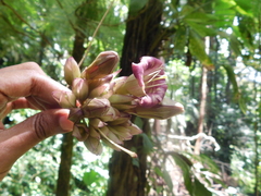 Merinthopodium neuranthum