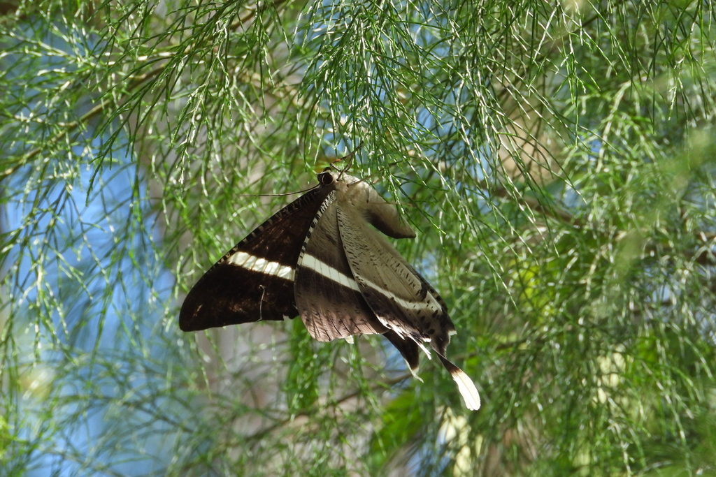 Lyssa macleayi (Lyssa macleayi)