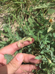 Hoffmannseggia drepanocarpa