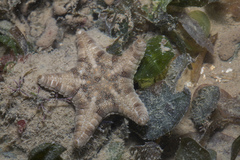 Goniodiscaster scaber