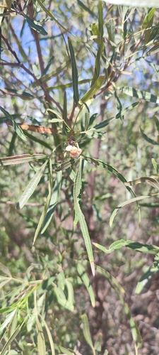 african sumac