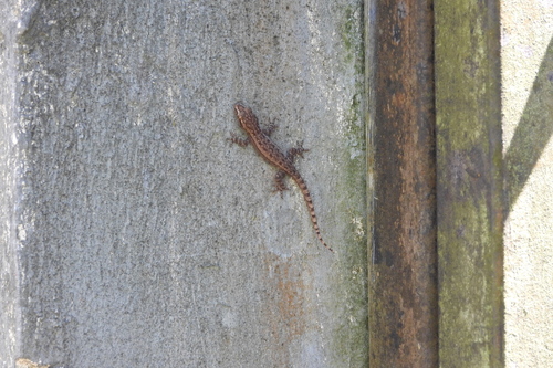 Hemidactylus frenatus