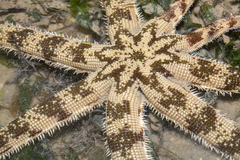 Luidia maculata