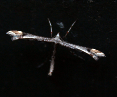 Amblyptilia