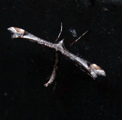 Amblyptilia