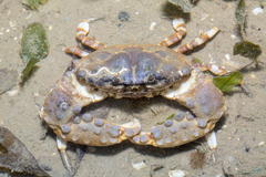 Halimede ochtodes