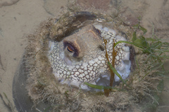 Amphioctopus