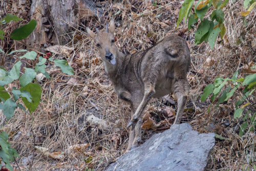 Himalayan Goral