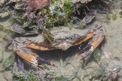 Charybdis hellerii