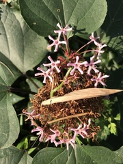 Clerodendrum bungei