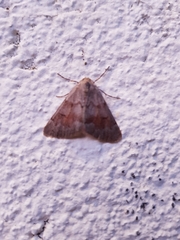 Adalbertia castiliaria