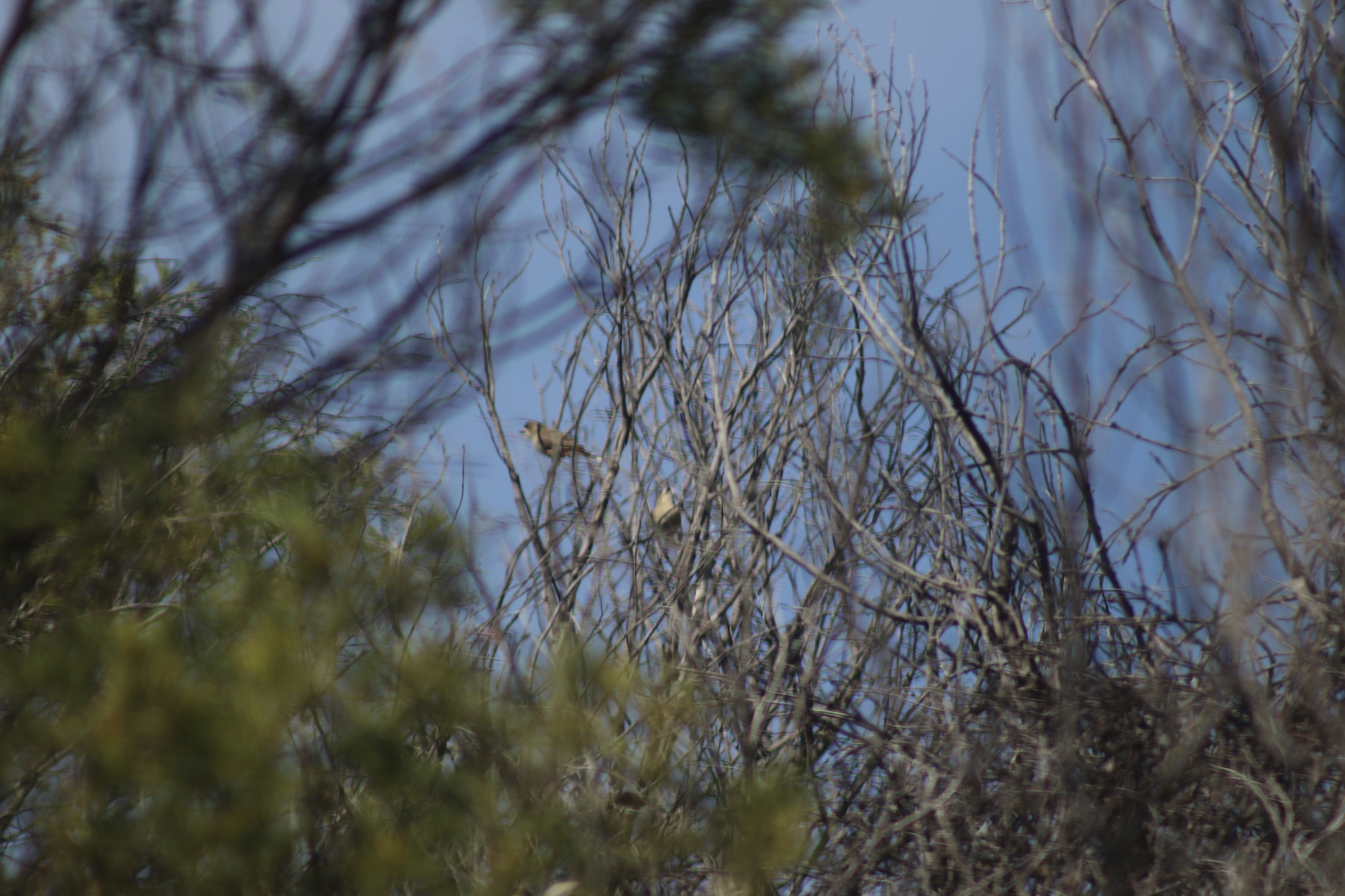 Southern Whiteface (Aphelocephala leucopsis), photo 9