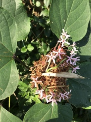 Clerodendrum bungei