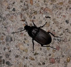 Chlaenius tomentosus